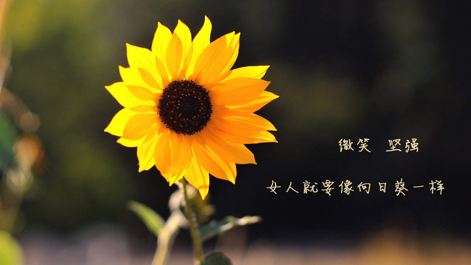 乐鱼体育app-意甲青训营融入认知训练提升技战术反应速度的实证研究，意甲5月4日恢复训练