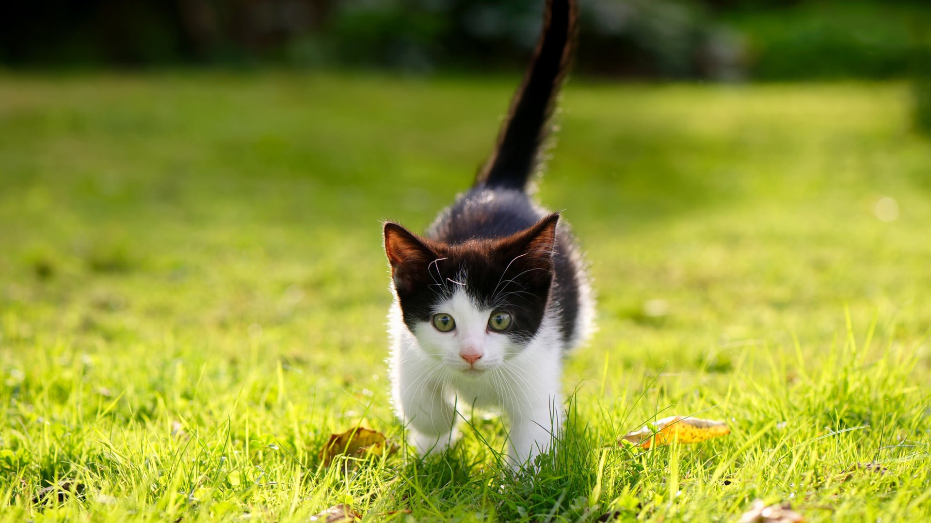 “非洲冠军艾尔艾哈利虽败犹荣，赢得尊重”