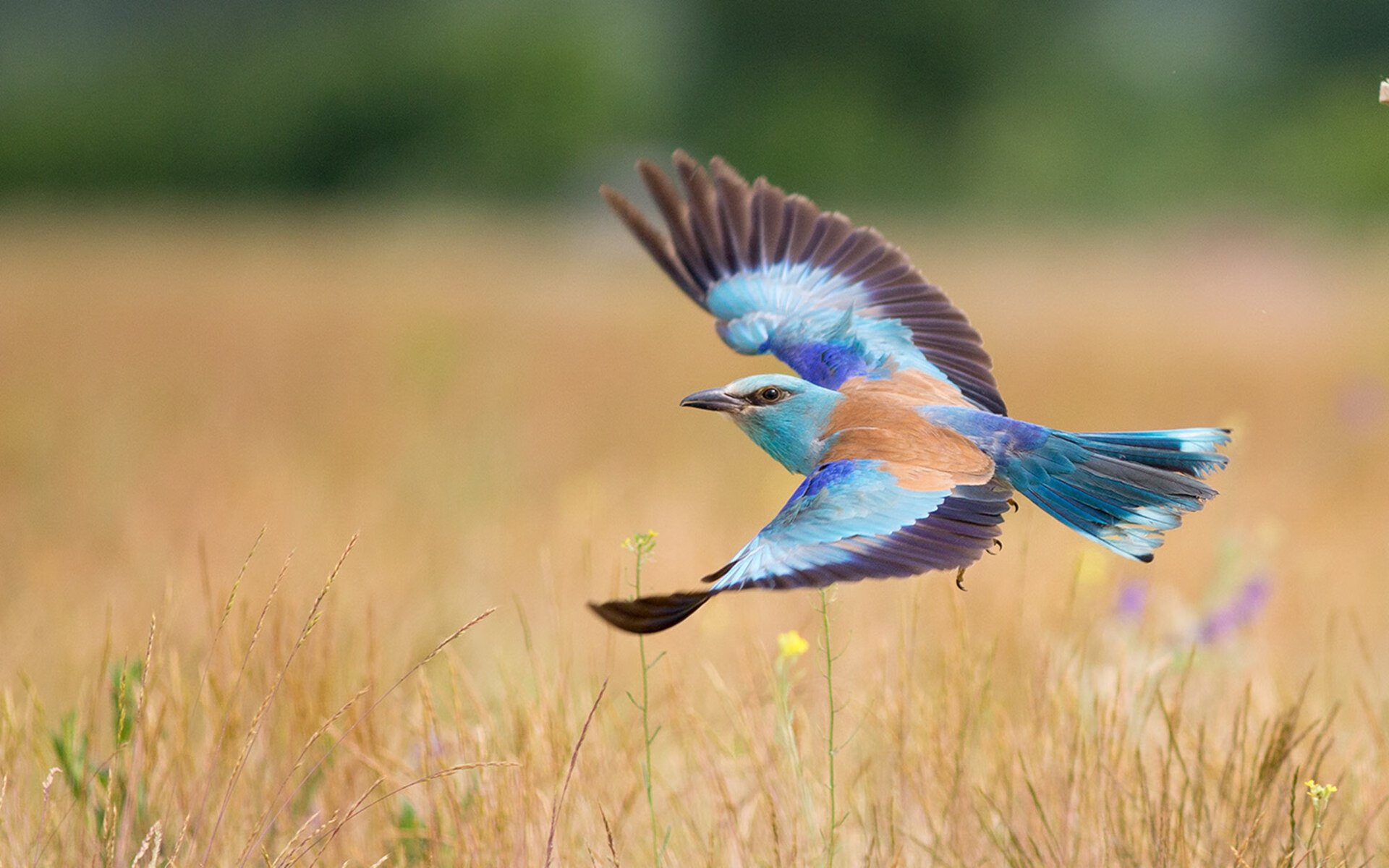 “热刺反击猛烈，阿仙奴防线挑战升级”