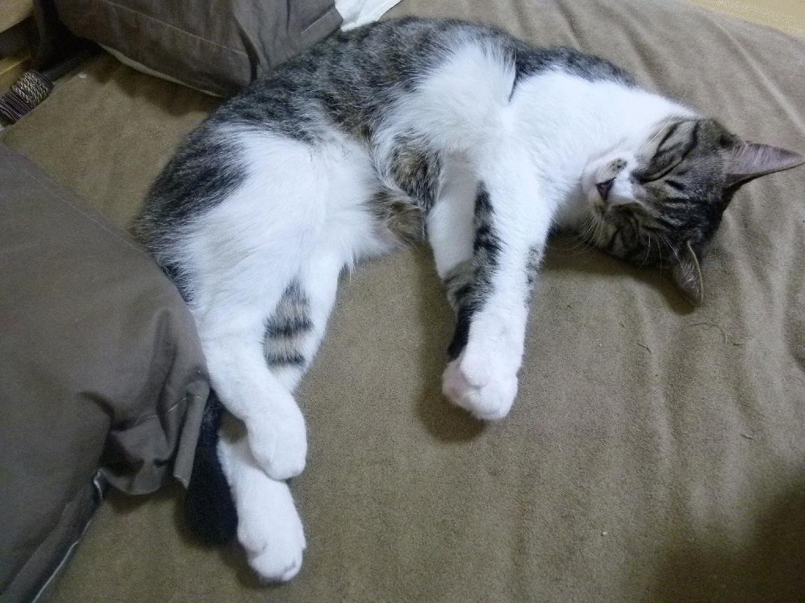 乐鱼体育官网入口-中国男篮强化防守体系 提升比赛竞争力，中国男篮防守好的球员