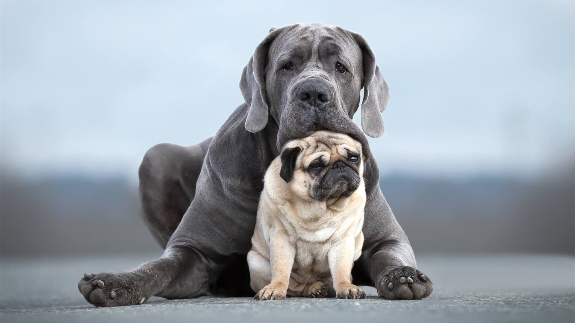 内线统治力谁能称霸篮下，内线作战是什么意思