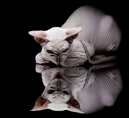 印度乒乓队未来：从世界大赛到奥运梦想的进阶之路，印度乒乓球强吗