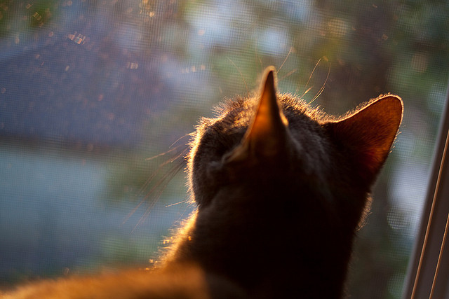 尼斯后场稳固防守撑起比赛防线,尼斯主场