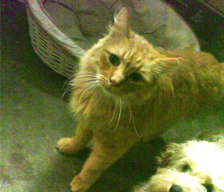 新型乒乓球拍技术提升旋转与击球感，乒乓球拍增加旋转的胶皮