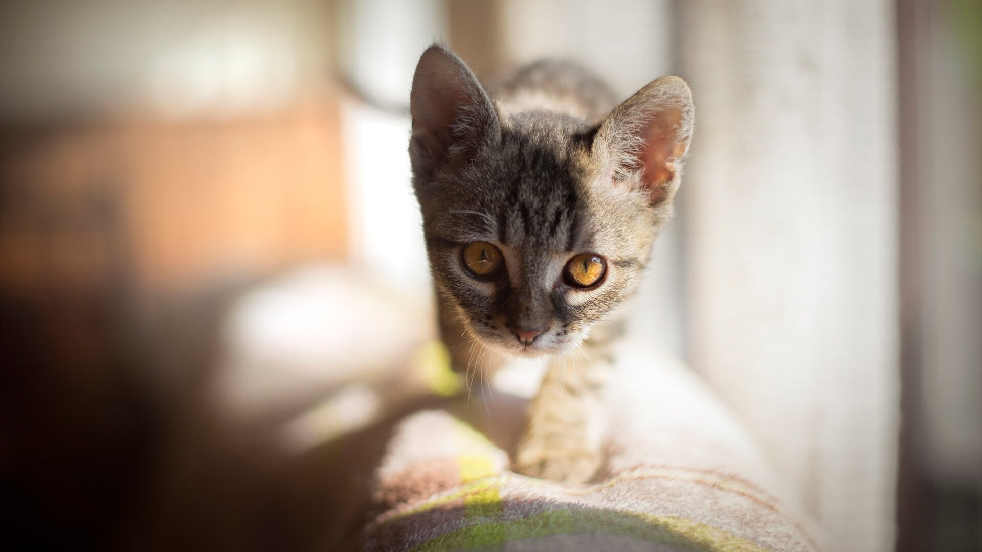 新赛季装备检查机制纳入规则制定流程，装备检查方案