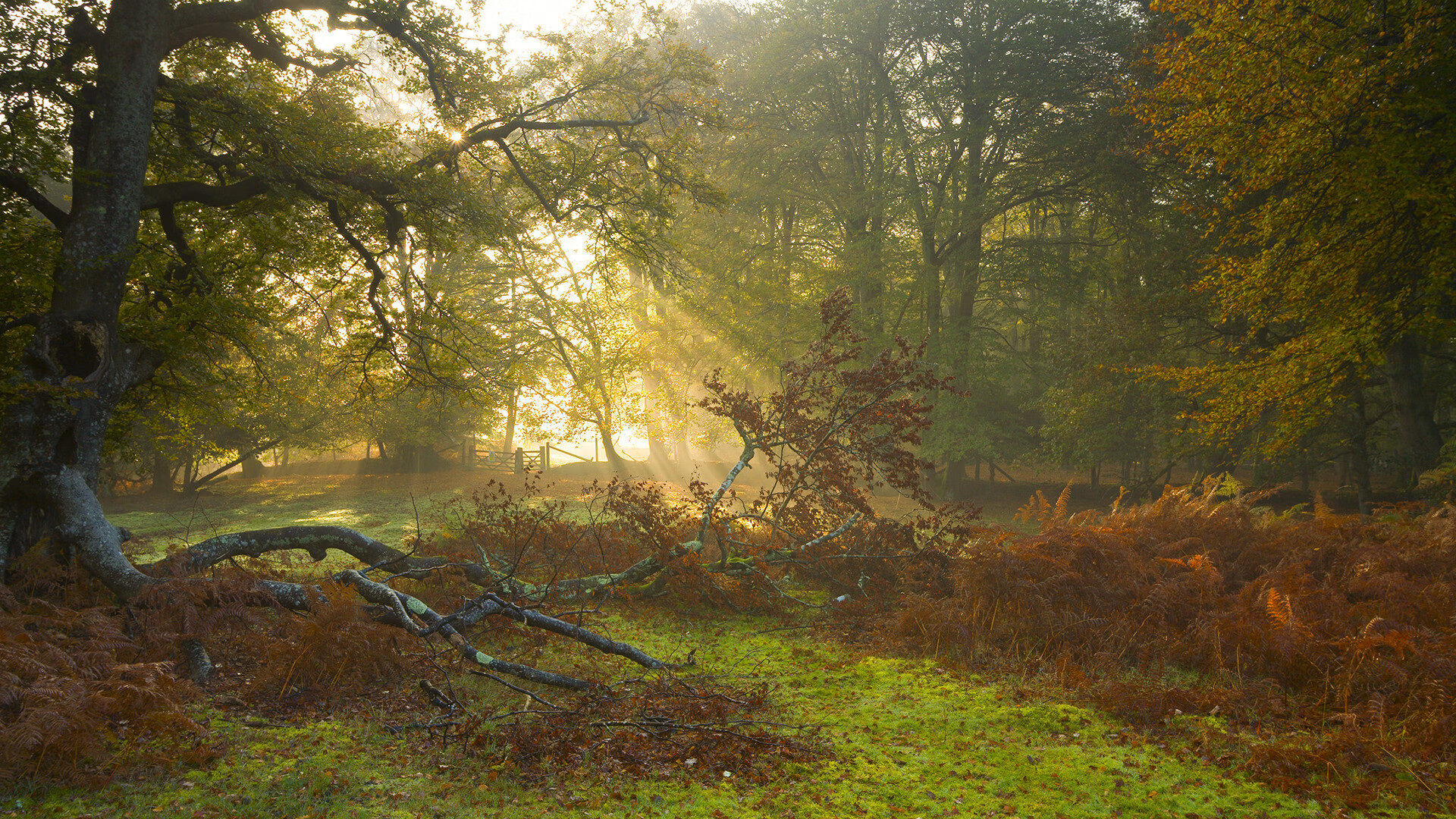 乐鱼体育官网-盛夏湖畔，赛事热度持续飙升，治疗滑精中药