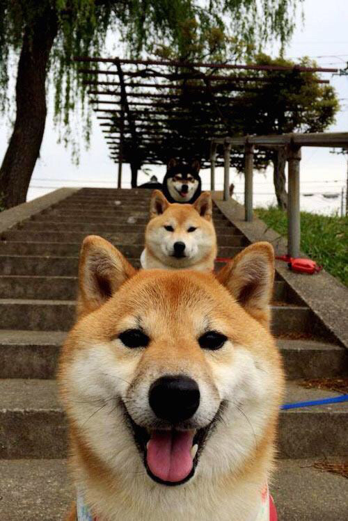 解析埃及赛制：如何为国际赛事培养更多人才，埃及选手