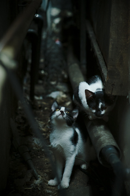 C罗刷新纪录世界杯，c罗世界杯记录